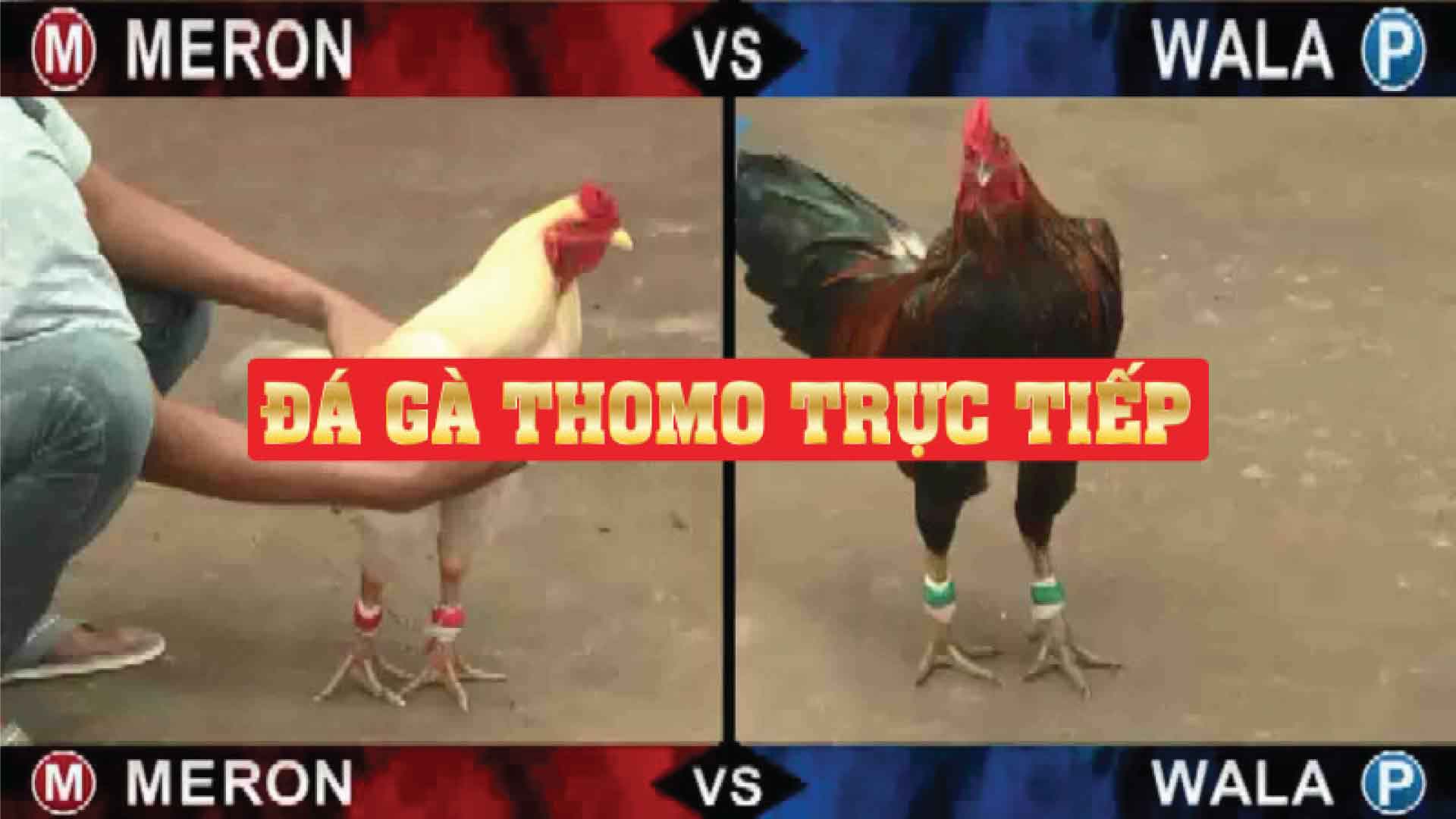 Đá Gà Thomo Thể Thao Truyền Thống và Phong Tục Văn Hóa