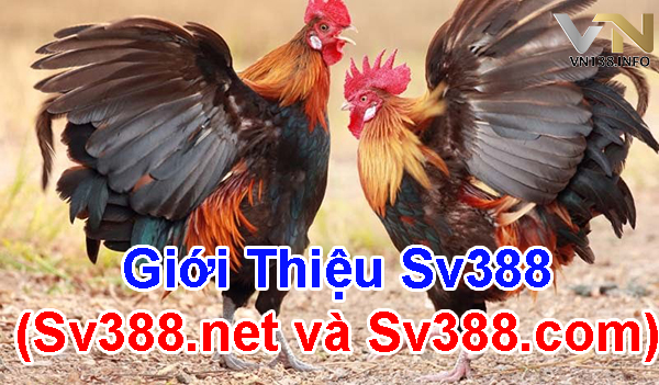 Giới thiệu Sv388 (Sv388.net và Sv388.com)